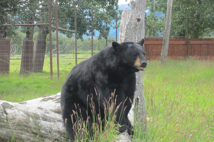 Alaska Wildlife Center and Turnagain Arm Tour w/Alyeska Tram - Photo 1 of 7